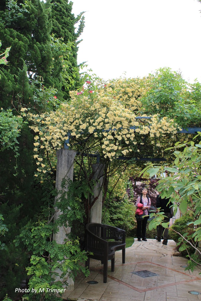 Thắp sáng sân bằng cây cảnh nở hoa "mặt trời", trồng bây giờ để có biển hoa trong năm tới - Ảnh 16.