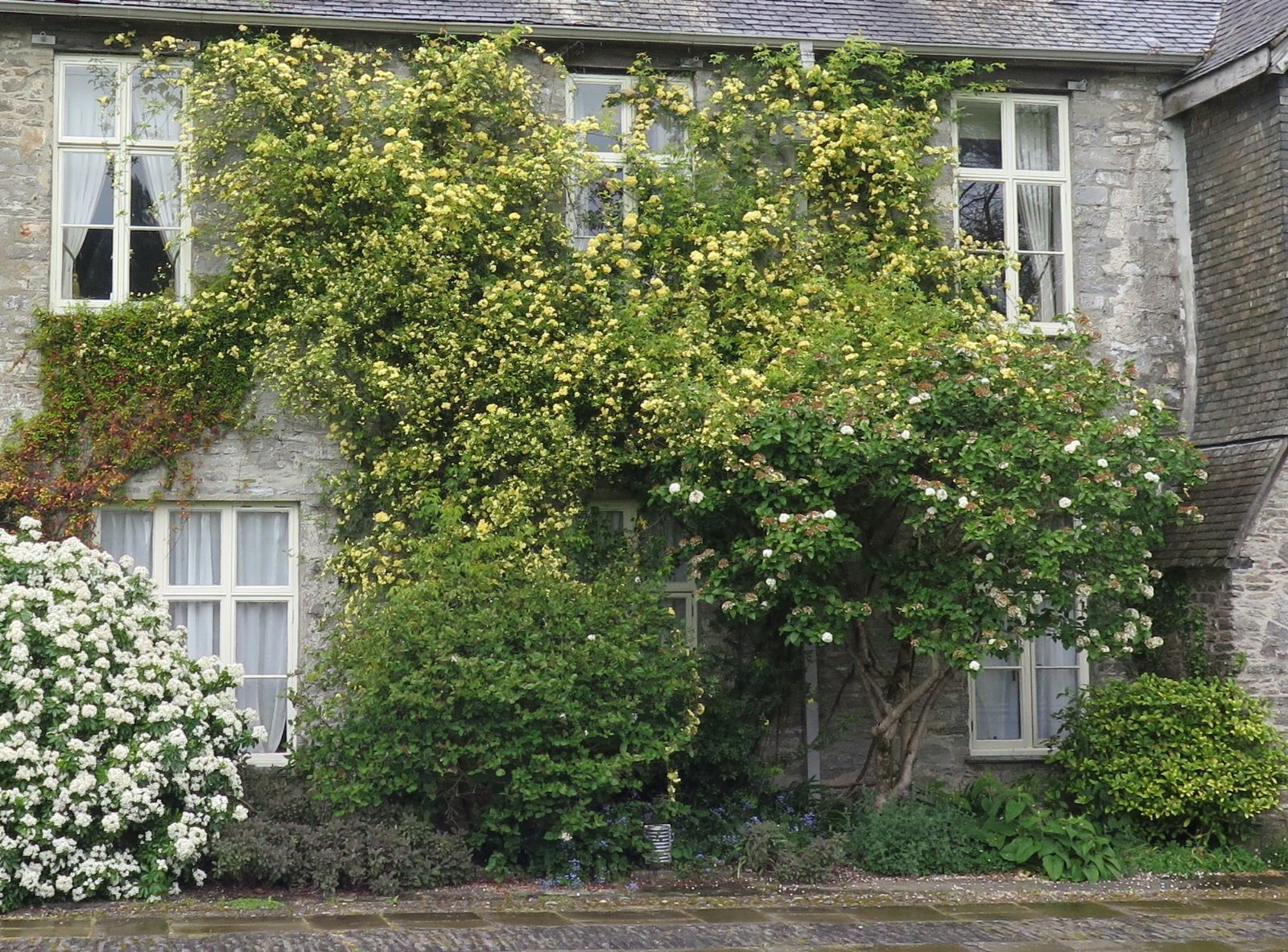 Thắp sáng sân bằng cây cảnh nở hoa "mặt trời", trồng bây giờ để có biển hoa trong năm tới - Ảnh 10.