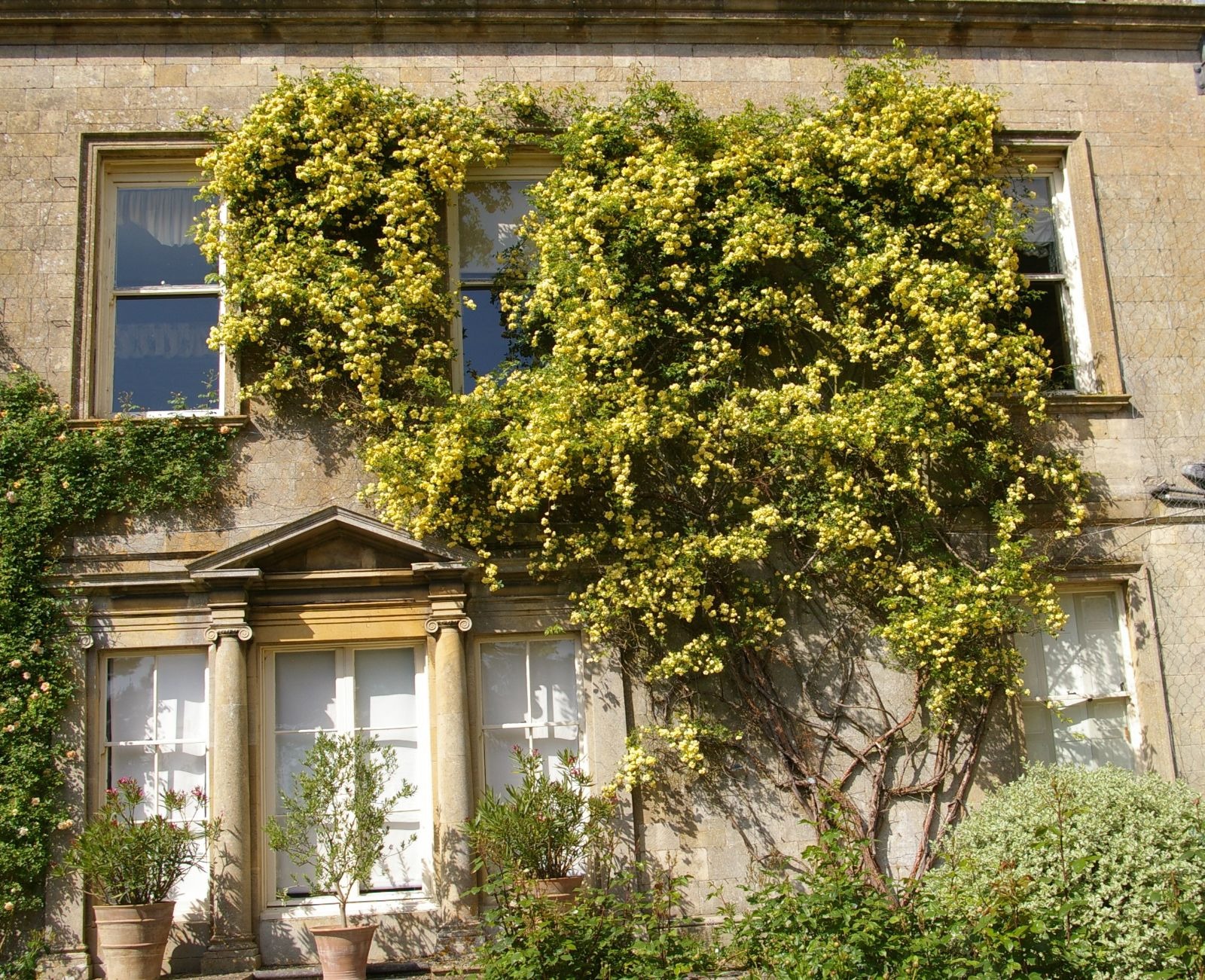 Thắp sáng sân bằng cây cảnh nở hoa "mặt trời", trồng bây giờ để có biển hoa trong năm tới - Ảnh 14.