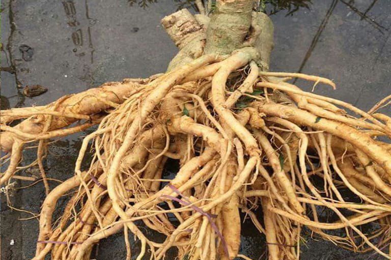 Loại củ là vua bổ dưỡng máu và khí huyết, được gọi là nhân sâm của người nghèo, ở Việt Nam nhiều nhưng ít ai - Ảnh 1. Loại củ là vua bổ dưỡng máu và khí huyết, được gọi là nhân sâm của người nghèo, ở Việt Nam nhiều nhưng ít ai - Ảnh 1.