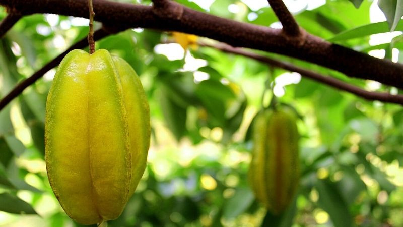 Loại quả dân dã giá rẻ như bèo nhưng có tác dụng "vàng mười" với sức khỏe, đem nấu canh rất ngon - Ảnh 1.
