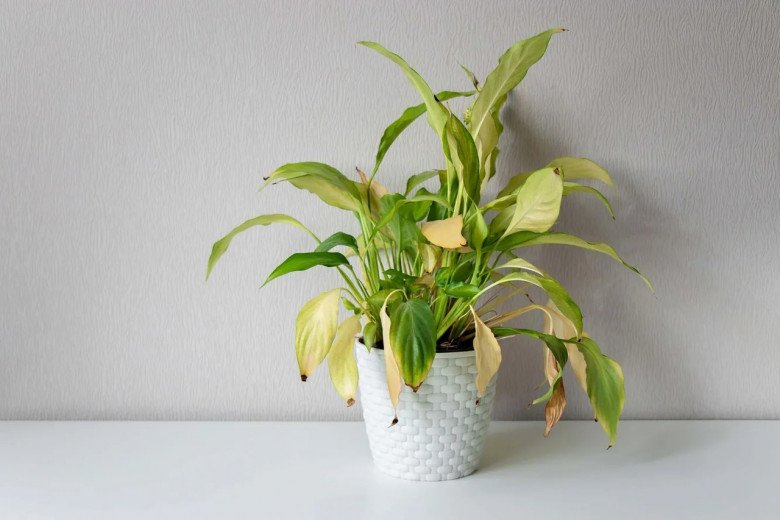 Đầu tháng cô hồn nên thẳng tay vứt thứ này để lộc lá đầy nhà, cả tháng bình an, càng làm càng phát - Ảnh 1. Đầu tháng cô hồn nên thẳng tay vứt thứ này để lộc lá đầy nhà, cả tháng bình an, càng làm càng phát - Ảnh 1.