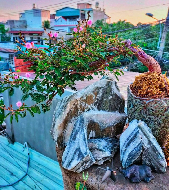 Loại cây mọc dại xưa toàn cuốc bỏ đi, giờ cho vào chậu uốn cành bonsai, chăm 2 tháng bán 500.000 đồng/cây - Ảnh 1. Loại cây mọc dại xưa toàn cuốc bỏ đi, giờ cho vào chậu uốn cành bonsai, chăm 2 tháng bán 500.000 đồng/cây - Ảnh 1.