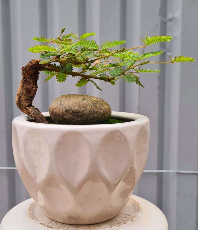 Loại cây mọc dại xưa toàn cuốc bỏ đi, giờ cho vào chậu uốn cành bonsai, chăm 2 tháng bán 500.000 đồng/cây - Ảnh 3. Loại cây mọc dại xưa toàn cuốc bỏ đi, giờ cho vào chậu uốn cành bonsai, chăm 2 tháng bán 500.000 đồng/cây - Ảnh 3.