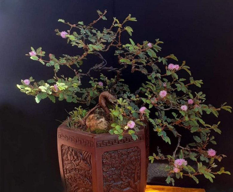 Loại cây mọc dại xưa toàn cuốc bỏ đi, giờ cho vào chậu uốn cành bonsai, chăm 2 tháng bán 500.000 đồng/cây - Ảnh 2. Loại cây mọc dại xưa toàn cuốc bỏ đi, giờ cho vào chậu uốn cành bonsai, chăm 2 tháng bán 500.000 đồng/cây - Ảnh 2.