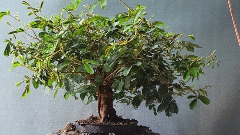 Loại cây mọc dại xưa toàn cuốc bỏ đi, giờ cho vào chậu uốn cành bonsai, chăm 2 tháng bán 500.000 đồng/cây - Ảnh 4. Loại cây mọc dại xưa toàn cuốc bỏ đi, giờ cho vào chậu uốn cành bonsai, chăm 2 tháng bán 500.000 đồng/cây - Ảnh 4.