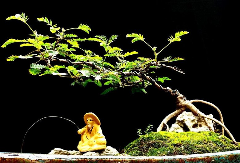 Loại cây mọc dại xưa toàn cuốc bỏ đi, giờ cho vào chậu uốn cành bonsai, chăm 2 tháng bán 500.000 đồng/cây - Ảnh 5. Loại cây mọc dại xưa toàn cuốc bỏ đi, giờ cho vào chậu uốn cành bonsai, chăm 2 tháng bán 500.000 đồng/cây - Ảnh 5.