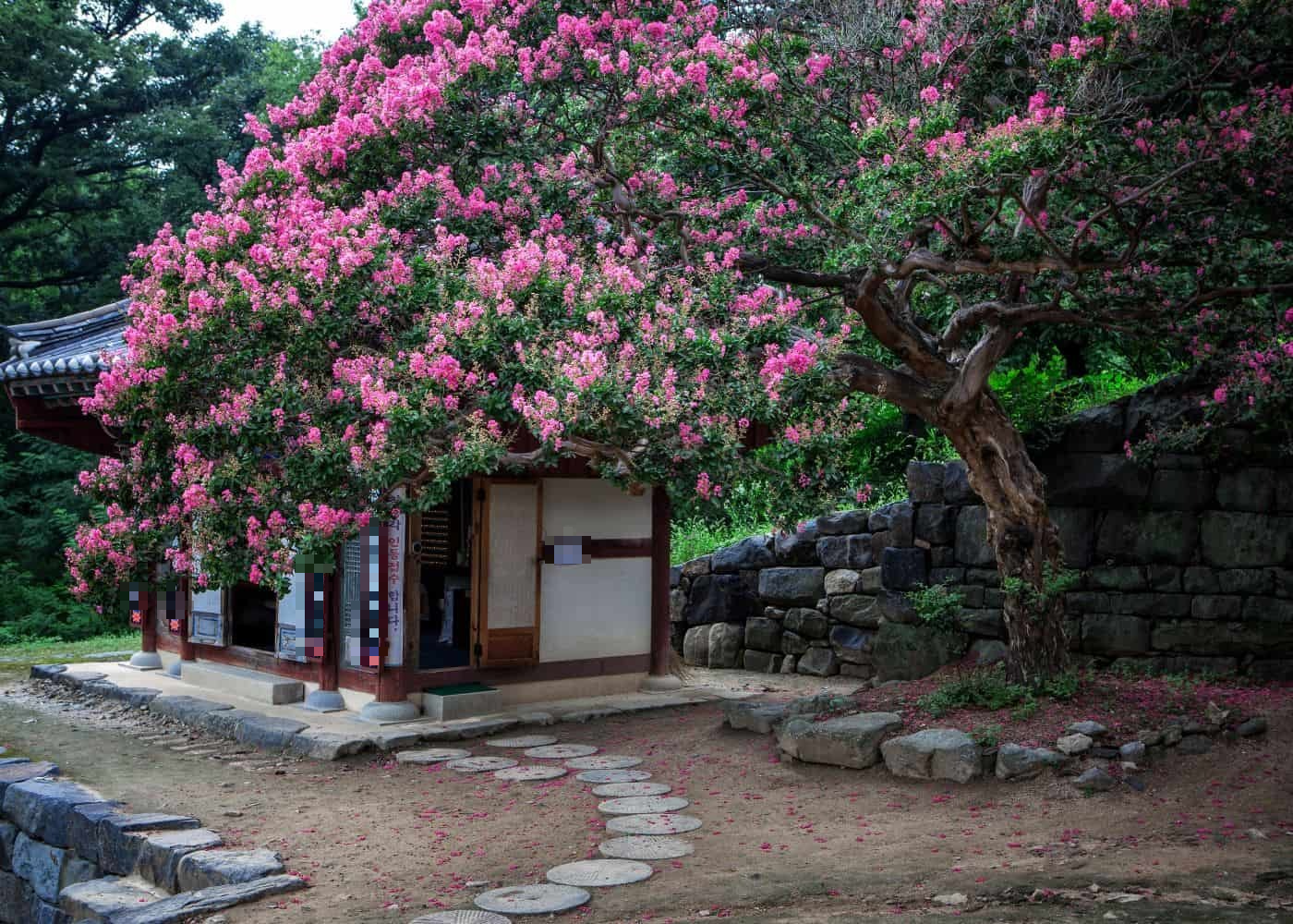 Cây cảnh đang "làm mưa làm gió" trong mùa hè, nở hoa trĩu trịt, trồng ở sân xua xui xẻo, hút tài lộc, may mắn - Ảnh 7. Cây cảnh đang "làm mưa làm gió" trong mùa hè, nở hoa trĩu trịt, trồng ở sân xua xui xẻo, hút tài lộc, may mắn - Ảnh 7.