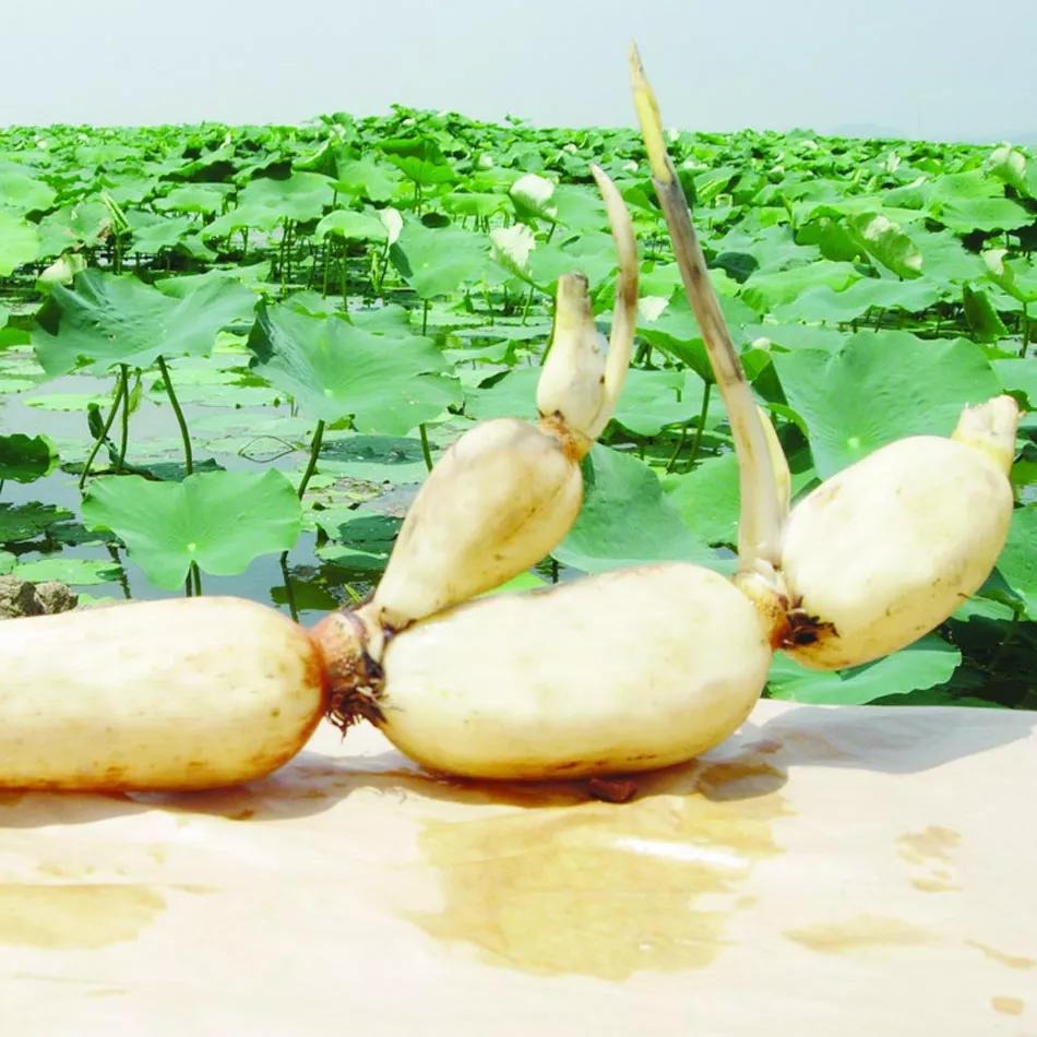 Loại củ "báu vật mùa thu", sảng khoái, giòn ngọt còn thanh nhiệt, nhuận tràng, đẹp da, giữ dáng - Ảnh 1.