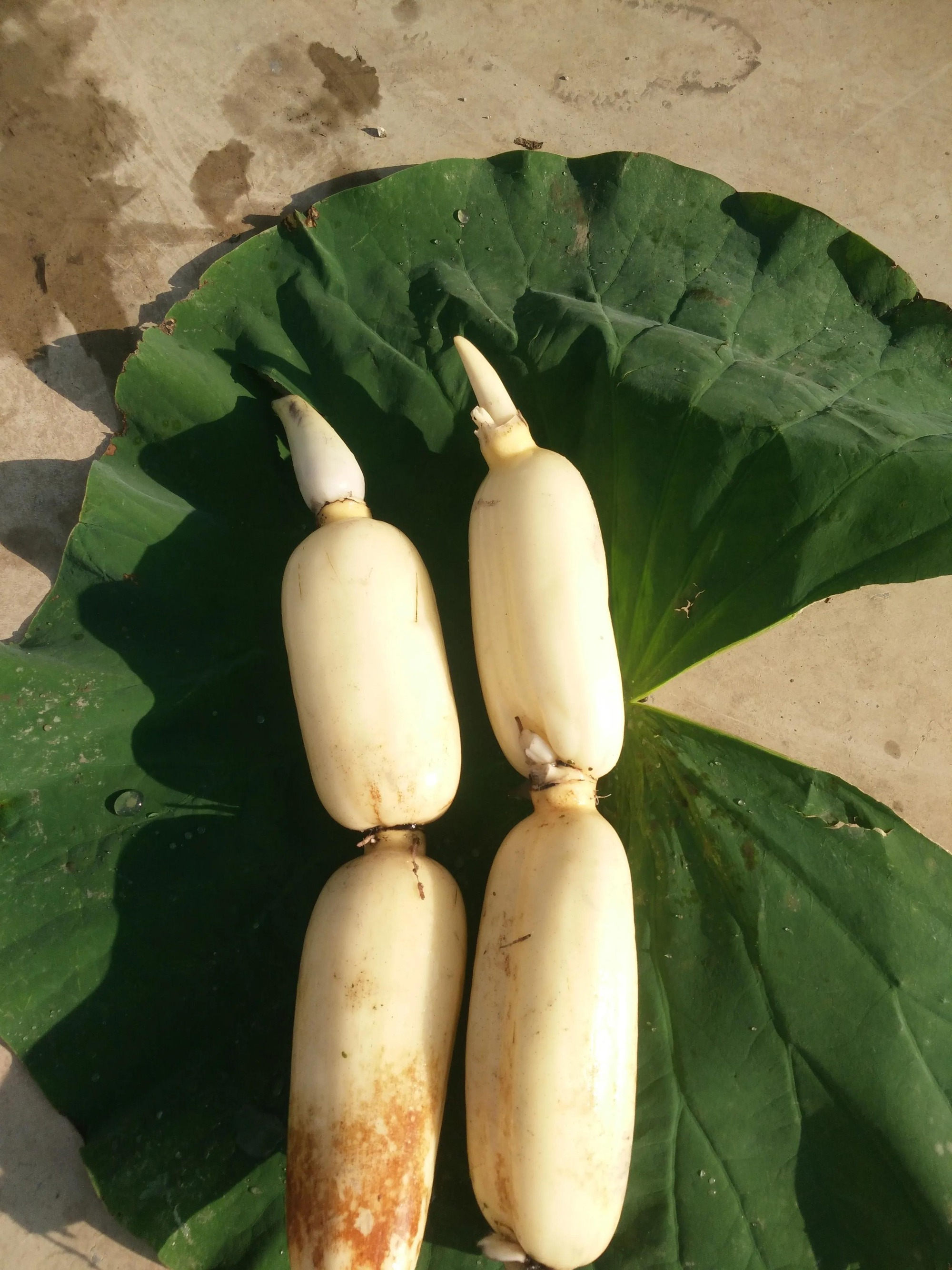 Loại củ "báu vật mùa thu", sảng khoái, giòn ngọt còn thanh nhiệt, nhuận tràng, đẹp da, giữ dáng - Ảnh 9.