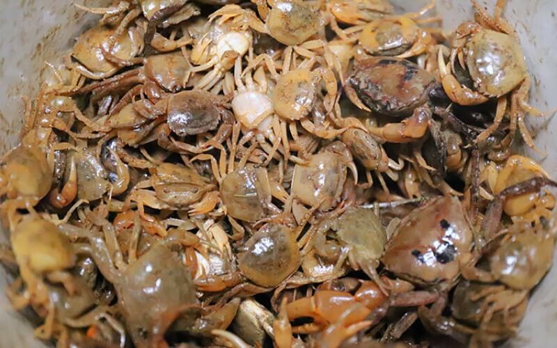 Loại động vật "bé tí" sống ở bờ ruộng là thực phẩm tốt cho sức khỏe, ngon nhất khi nấu bún - Ảnh 1. Loại động vật "bé tí" sống ở bờ ruộng là thực phẩm tốt cho sức khỏe, ngon nhất khi nấu bún - Ảnh 1.