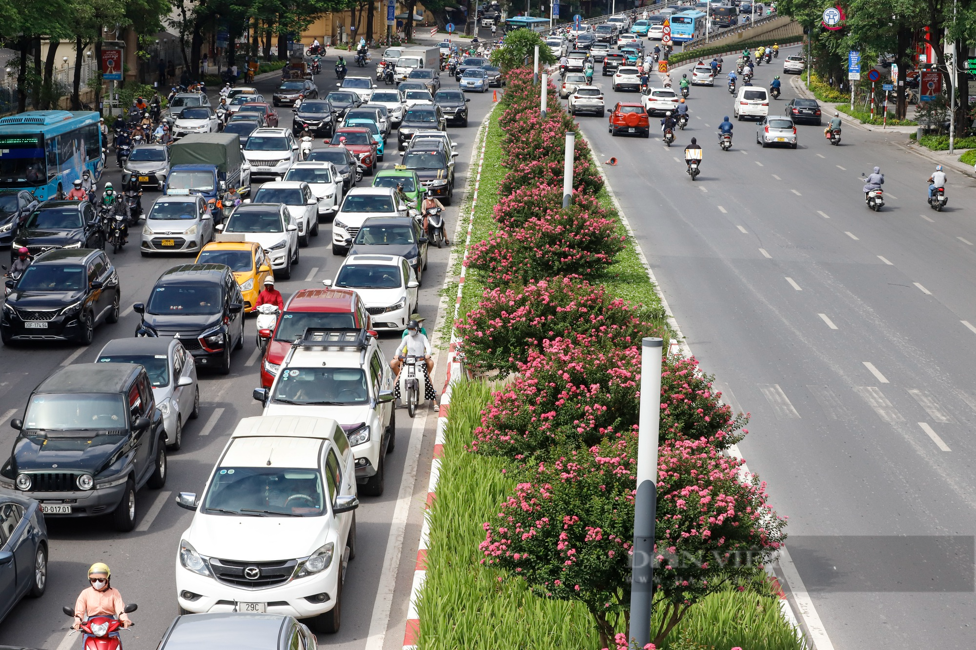 Cây cảnh đang "làm mưa làm gió" trong mùa hè, nở hoa trĩu trịt, trồng ở sân xua xui xẻo, hút tài lộc, may mắn - Ảnh 1. Cây cảnh đang "làm mưa làm gió" trong mùa hè, nở hoa trĩu trịt, trồng ở sân xua xui xẻo, hút tài lộc, may mắn - Ảnh 1.