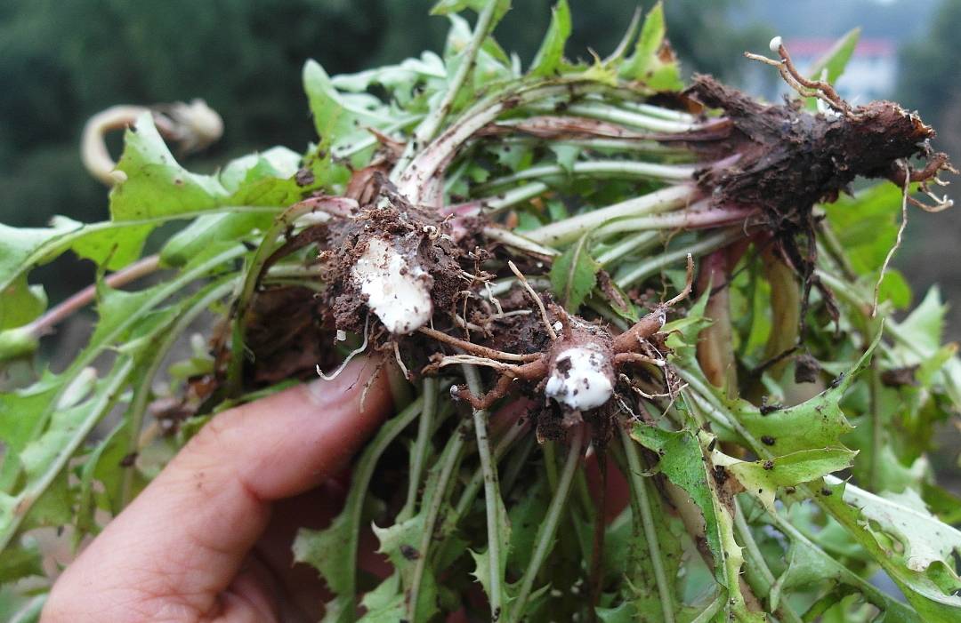 Loại rau dại mệnh danh là "cỏ đái dầm" chống viêm, giải độc, lợi tiểu nhưng 4 người không nên dùng - Ảnh 2.