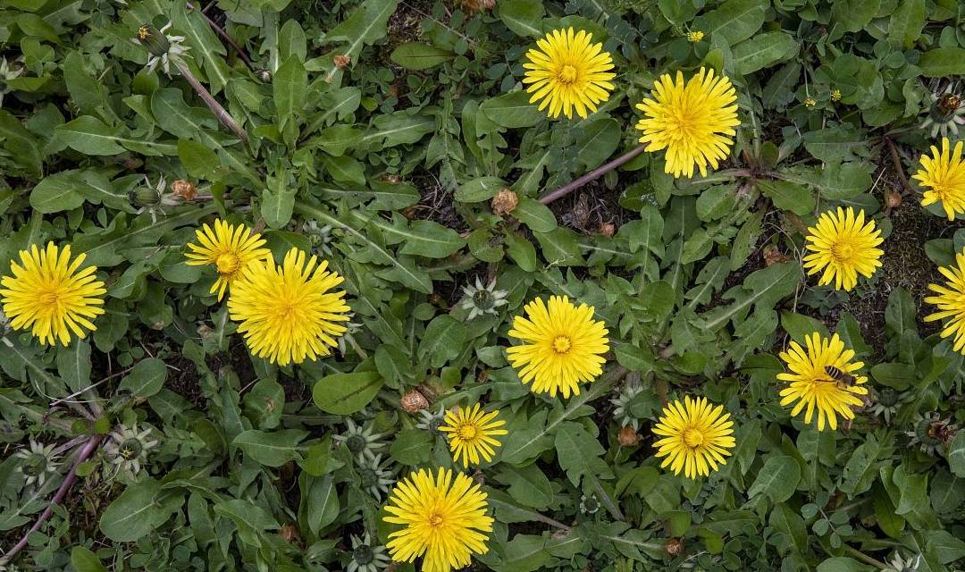 Loại rau dại mệnh danh là "cỏ đái dầm" chống viêm, giải độc, lợi tiểu nhưng 4 người không nên dùng - Ảnh 1.