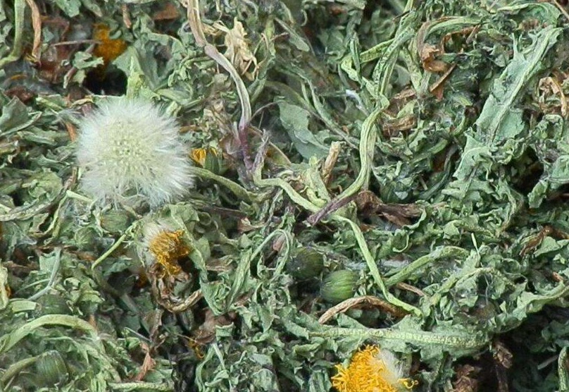 Loại rau dại mệnh danh là "cỏ đái dầm" chống viêm, giải độc, lợi tiểu nhưng 4 người không nên dùng - Ảnh 3.