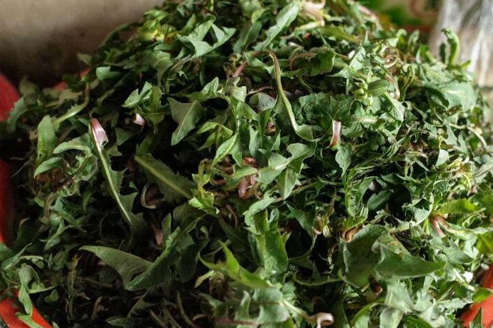 Loại rau dại mệnh danh là "cỏ đái dầm" chống viêm, giải độc, lợi tiểu nhưng 4 người không nên dùng - Ảnh 9.