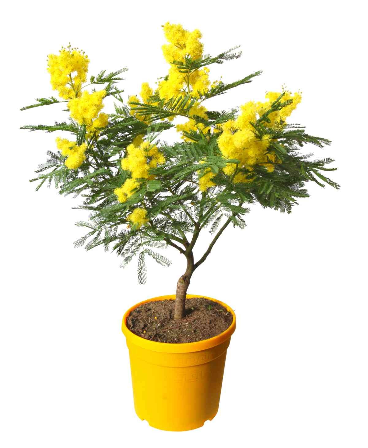 Cây cảnh nở triệu "mặt trời nhỏ", sắc màu rực rỡ, hương thơm quyến rũ, thắp sáng cả mùa đông ảm đạm - Ảnh 12.