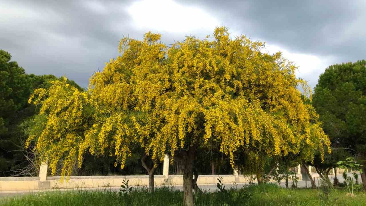 Cây cảnh nở triệu "mặt trời nhỏ", sắc màu rực rỡ, hương thơm quyến rũ, thắp sáng cả mùa đông ảm đạm - Ảnh 13.