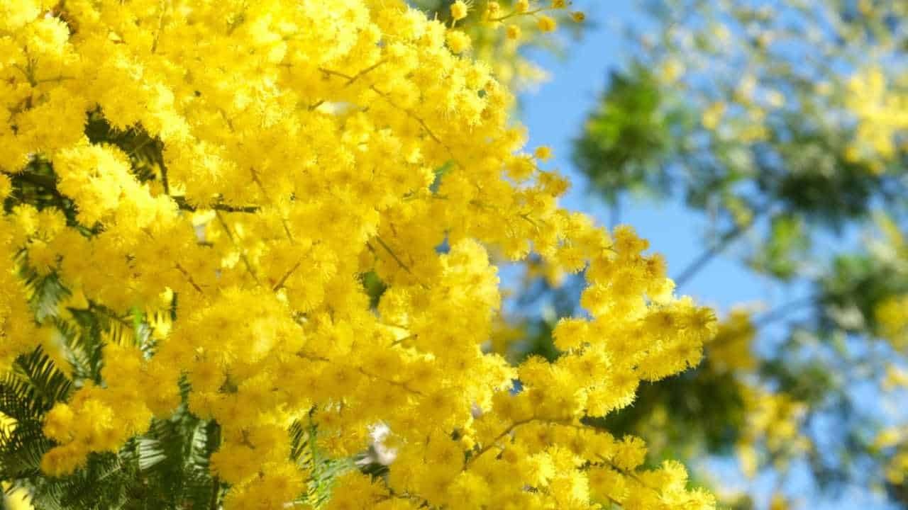 Cây cảnh nở triệu "mặt trời nhỏ", sắc màu rực rỡ, hương thơm quyến rũ, thắp sáng cả mùa đông ảm đạm - Ảnh 14.