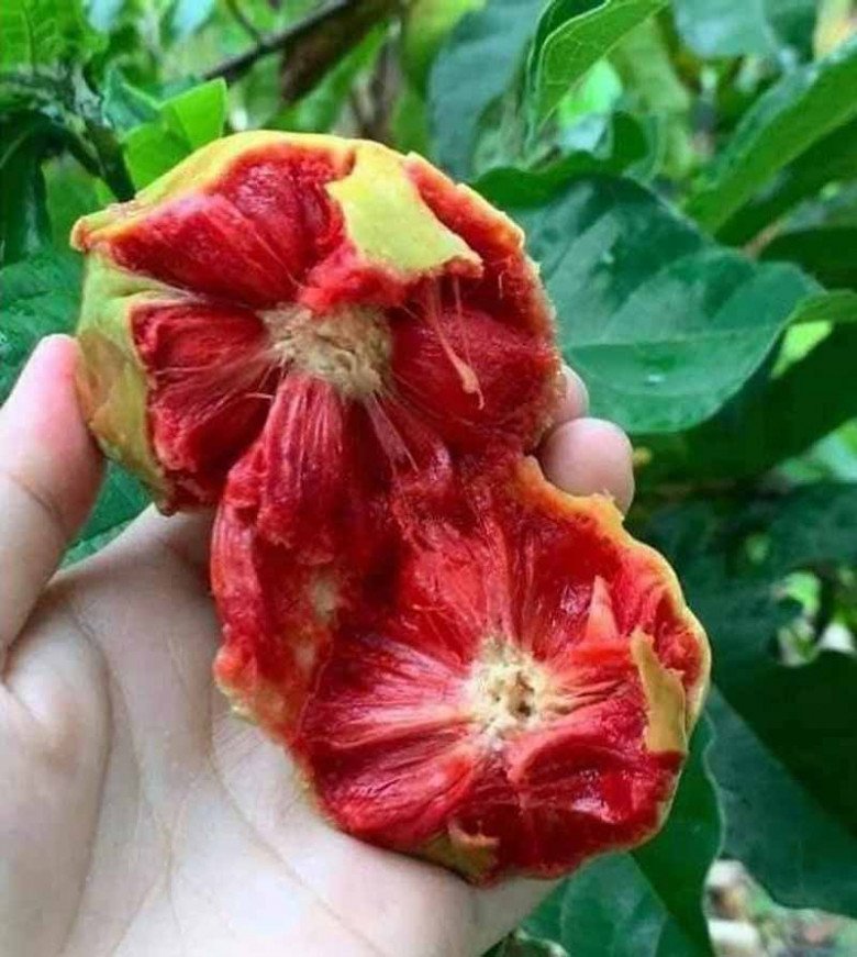 Quả xanh vỏ đỏ lòng, xưa ít người ăn nay bán 300.000đ/kg, nấu chung với con giàu đạm được món mát ruột - Ảnh 2. Quả xanh vỏ đỏ lòng, xưa ít người ăn nay bán 300.000đ/kg, nấu chung với con giàu đạm được món mát ruột - Ảnh 2.