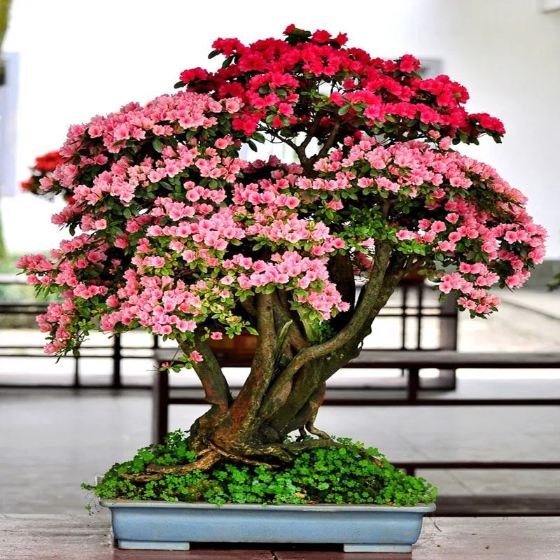 Cây cảnh "quý tộc trong vườn, Tây Thi trong hoa", trồng trong nhà mang hồng vận cho gia chủ - Ảnh 5. Cây cảnh "quý tộc trong vườn, Tây Thi trong hoa", trồng trong nhà mang hồng vận cho gia chủ - Ảnh 5.