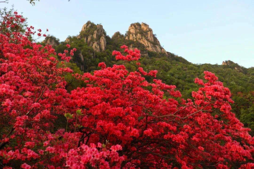 Cây cảnh "quý tộc trong vườn, Tây Thi trong hoa", trồng trong nhà mang hồng vận cho gia chủ - Ảnh 2. Cây cảnh "quý tộc trong vườn, Tây Thi trong hoa", trồng trong nhà mang hồng vận cho gia chủ - Ảnh 2.