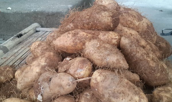 Loại củ xù xì sờ ghê tay nhưng cực tốt mùa đông, giúp giải độc và đốt cháy mỡ thừa - Ảnh 1.