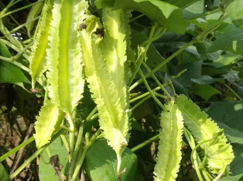 Quả này giống khế nhưng có răng cưa mọc tua tủa, được ví như “vàng xanh”, tiếc là ít người ăn - Ảnh 1.