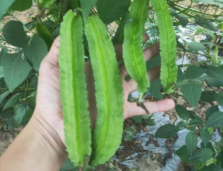 Quả này giống khế nhưng có răng cưa mọc tua tủa, được ví như “vàng xanh”, tiếc là ít người ăn - Ảnh 2.