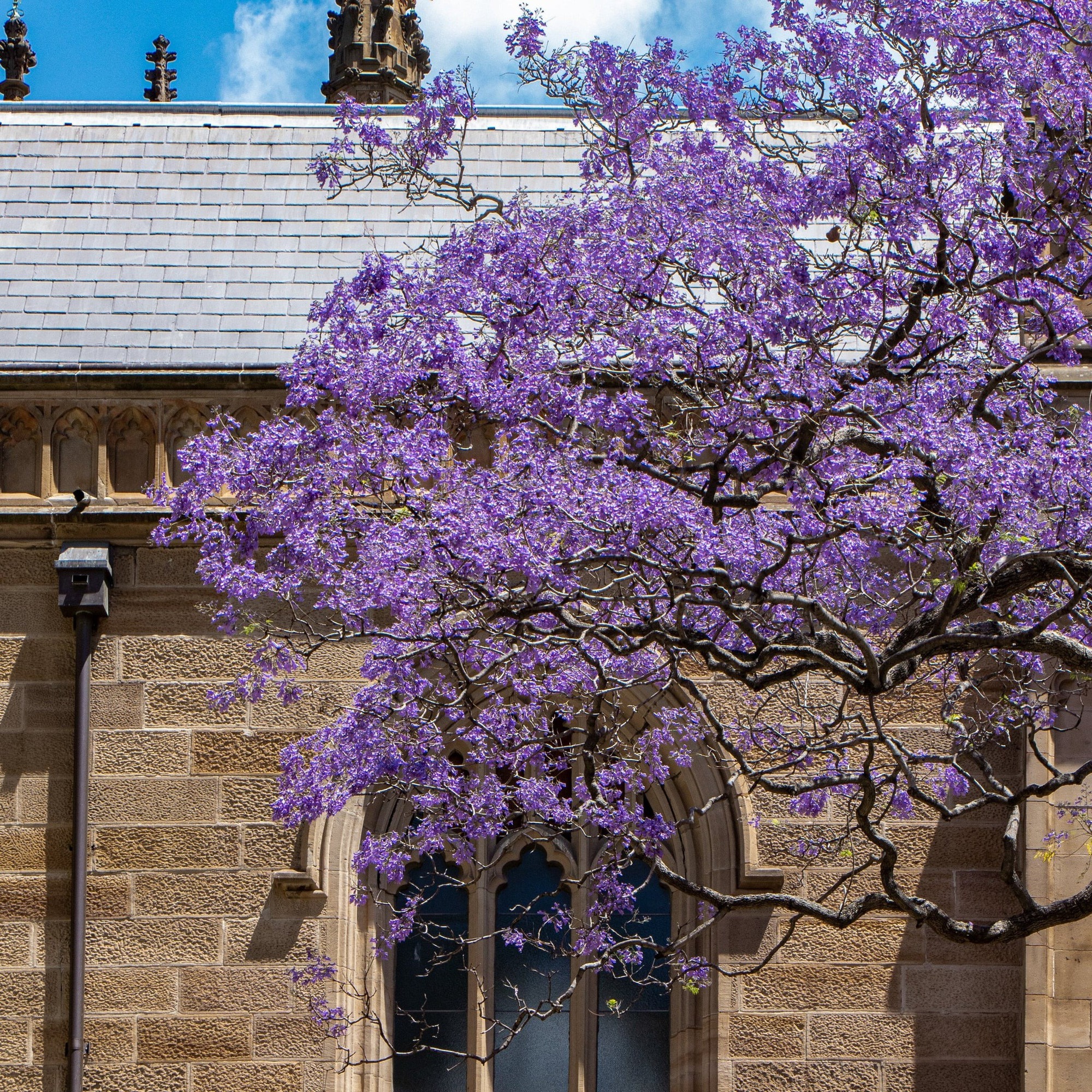 Phủ kín sân nhà một "bầu trời mơ mộng" với cây cảnh đẹp kinh ngạc, giúp gia đình mở rộng tài lộ - Ảnh 10.