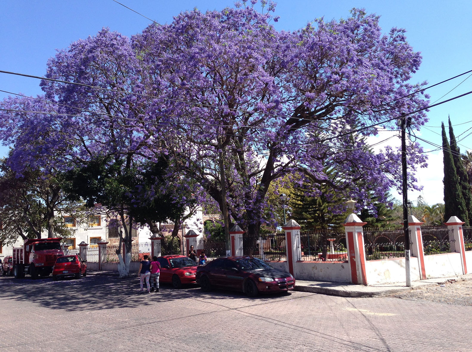 Phủ kín sân nhà một "bầu trời mơ mộng" với cây cảnh đẹp kinh ngạc, giúp gia đình mở rộng tài lộ - Ảnh 7.
