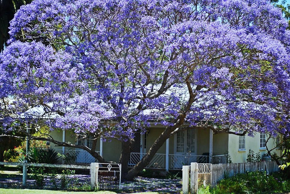 Phủ kín sân nhà một "bầu trời mơ mộng" với cây cảnh đẹp kinh ngạc, giúp gia đình mở rộng tài lộ - Ảnh 6.