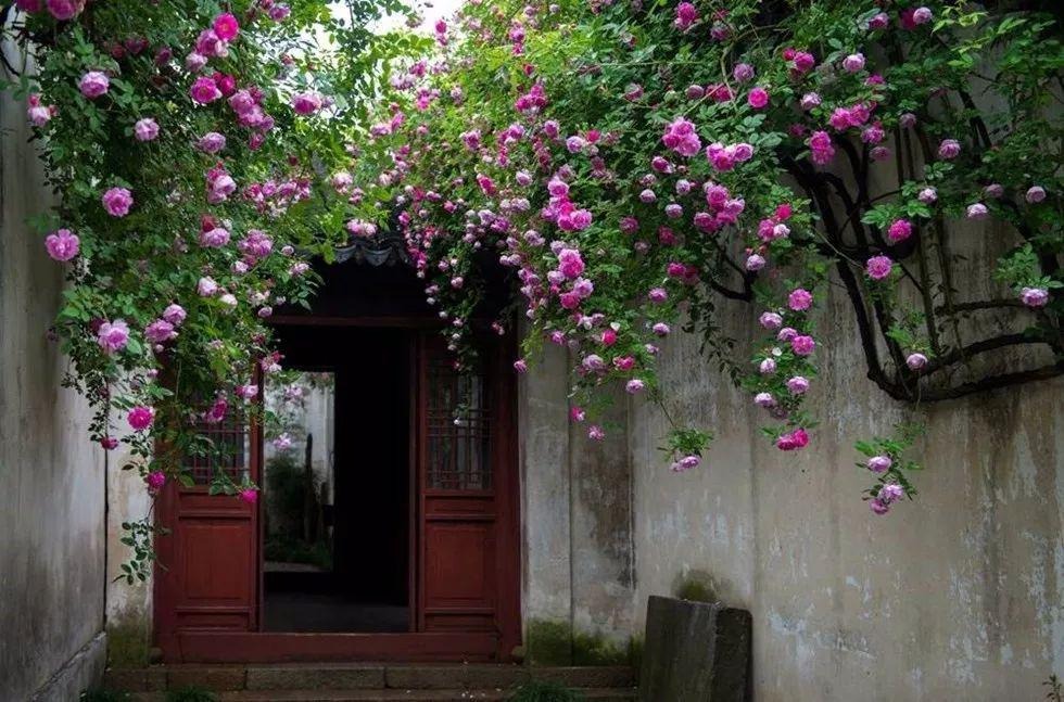 Nhà giàu không trồng 3 cây cảnh này, hoa càng thịnh sức khỏe càng yếu, phong thủy càng xấu - Ảnh 1.