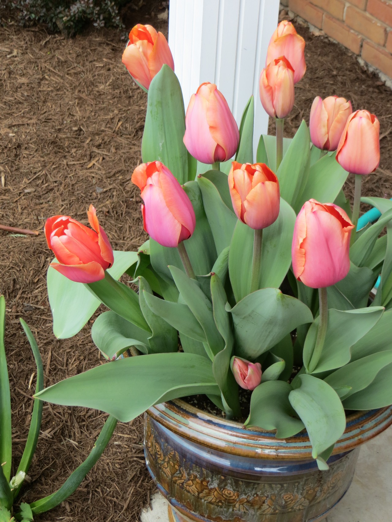 Nhà giàu không trồng 3 cây cảnh này, hoa càng thịnh sức khỏe càng yếu, phong thủy càng xấu - Ảnh 6.