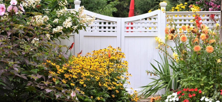 "Phù phép" biến 6 cây cảnh bình dân thành báu vật độc lạ, sang chảnh, tăng tài lộc, may mắn cho gia đình - Ảnh 1.