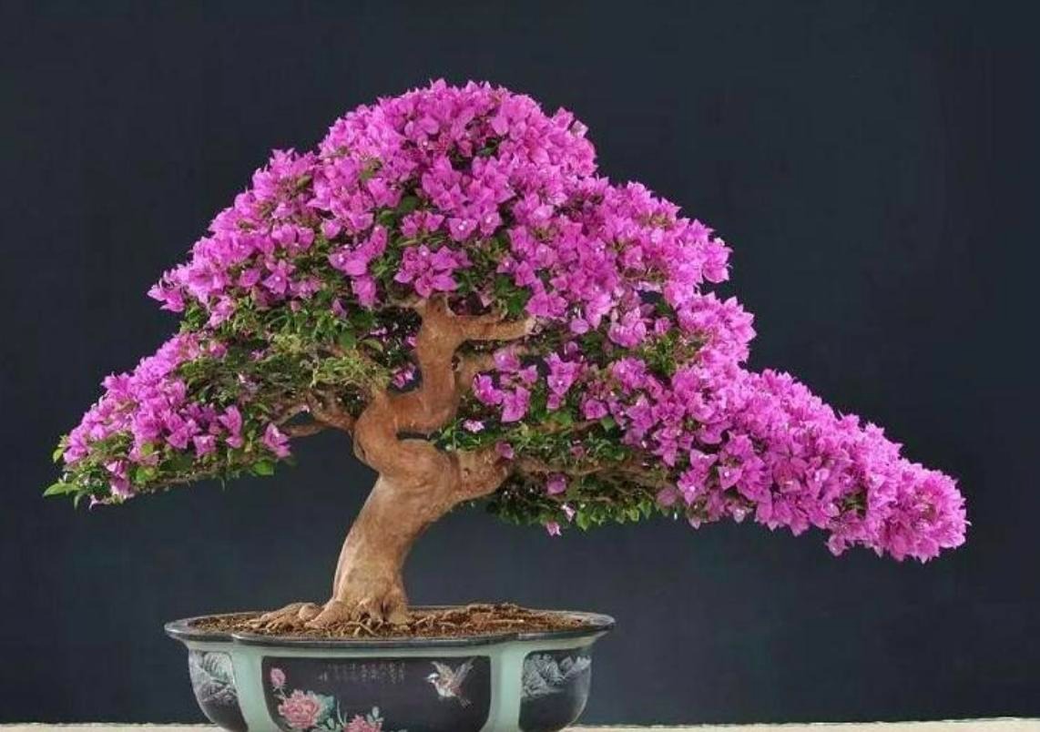 "Phù phép" biến 6 cây cảnh bình dân thành báu vật độc lạ, quý hiếm, tăng tài lộc, của cải cho gia đình - Ảnh 1.