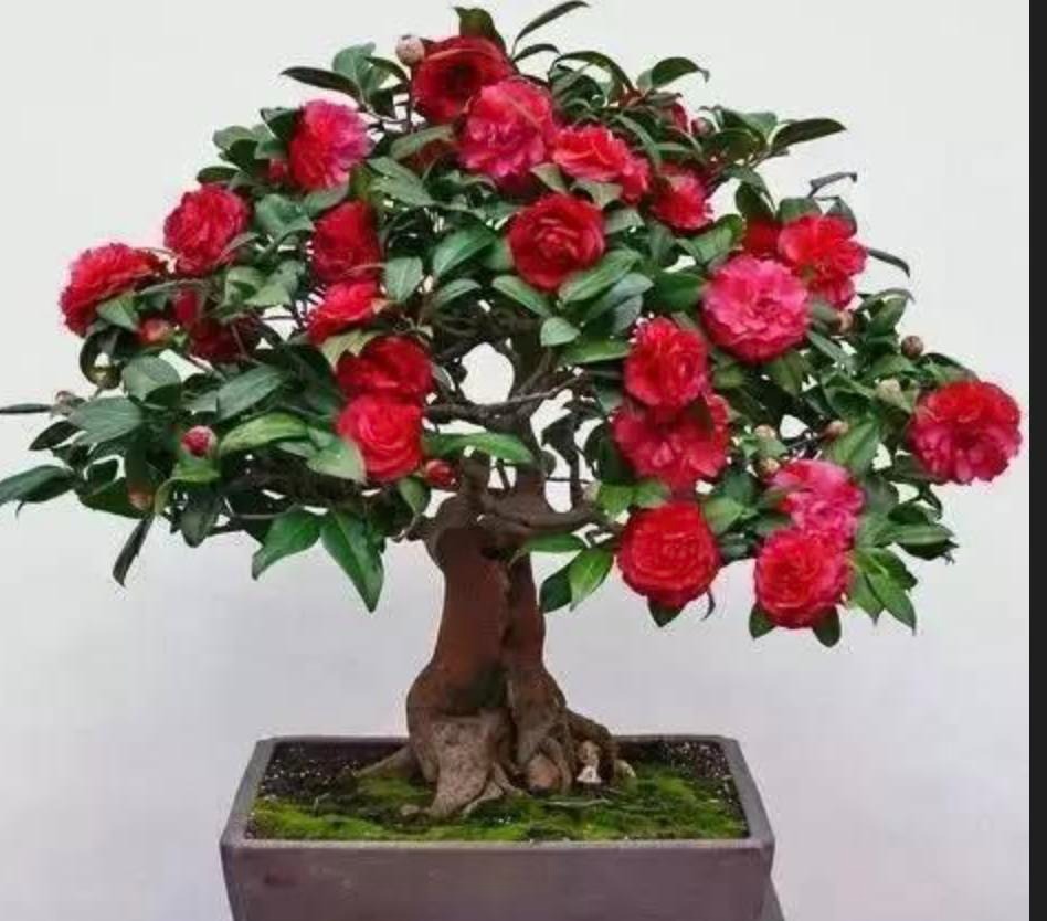 "Phù phép" biến 6 cây cảnh bình dân thành báu vật độc lạ, quý hiếm, tăng tài lộc, của cải cho gia đình - Ảnh 3.