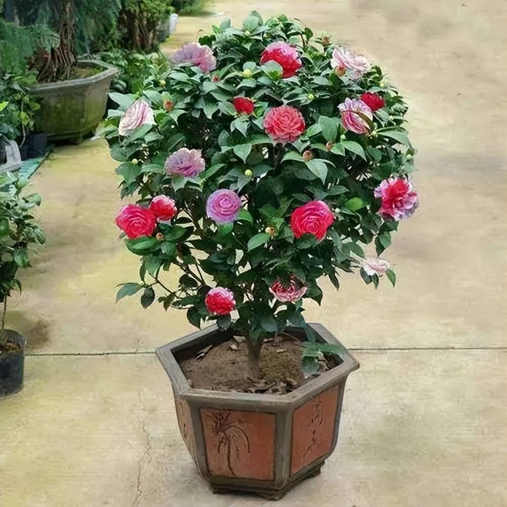 "Phù phép" biến 6 cây cảnh bình dân thành báu vật độc lạ, quý hiếm, tăng tài lộc, của cải cho gia đình - Ảnh 4.