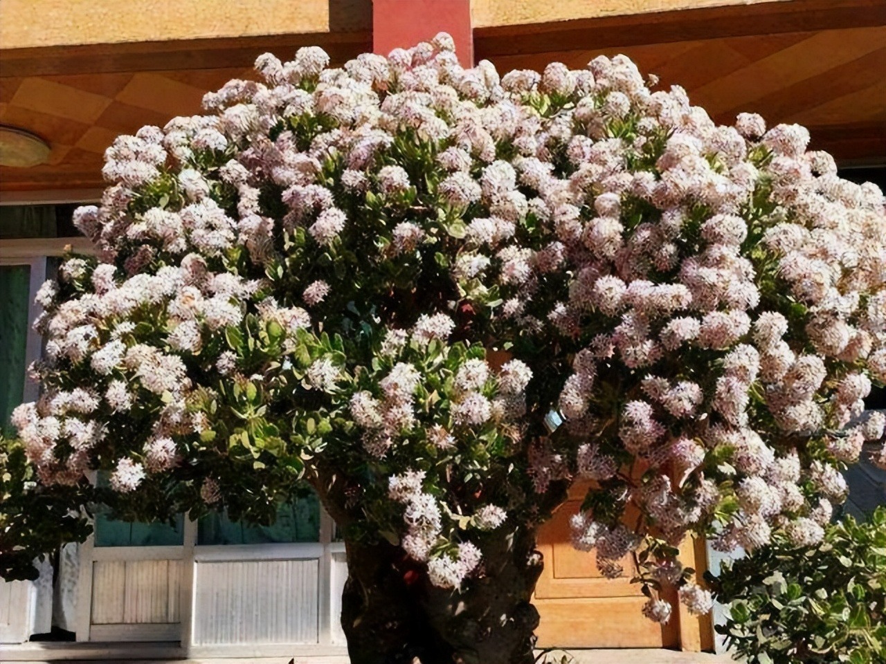 "Phù phép" biến 6 cây cảnh bình dân thành báu vật độc lạ, sang chảnh, tăng tài lộc, may mắn cho gia đình - Ảnh 13.