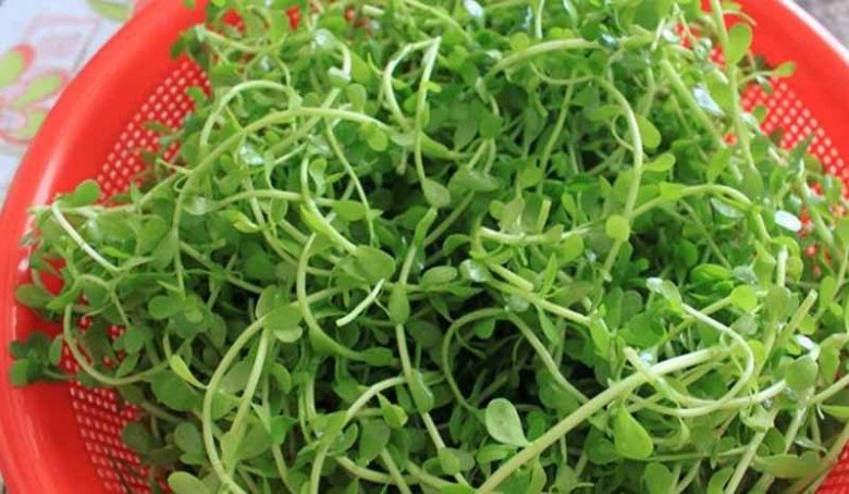 Cây hay bị nhầm là rau sam, đắng ngắt nhưng là kho vitamin C, nấu với con này được món đặc sản - Ảnh 1. Cây hay bị nhầm là rau sam, đắng ngắt nhưng là kho vitamin C, nấu với con này được món đặc sản - Ảnh 1.