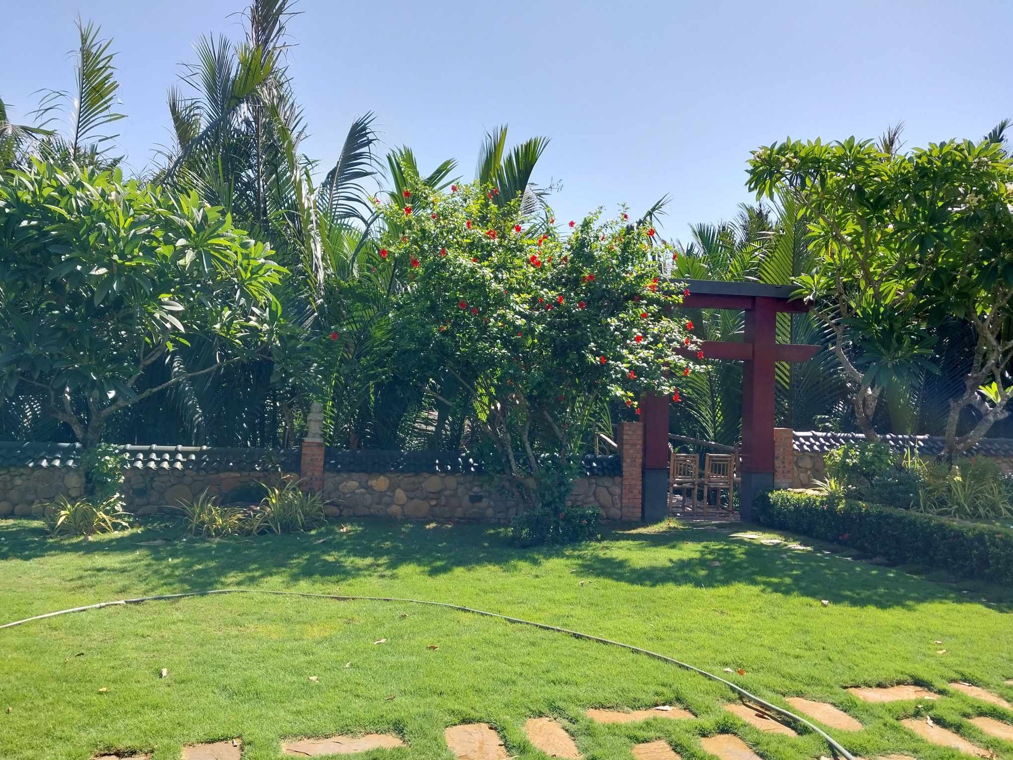 Cây cảnh hoa to như cái bát, quê xưa trồng làm hàng rào, kẻ thấy không may, người thấy phúc lành - Ảnh 3.