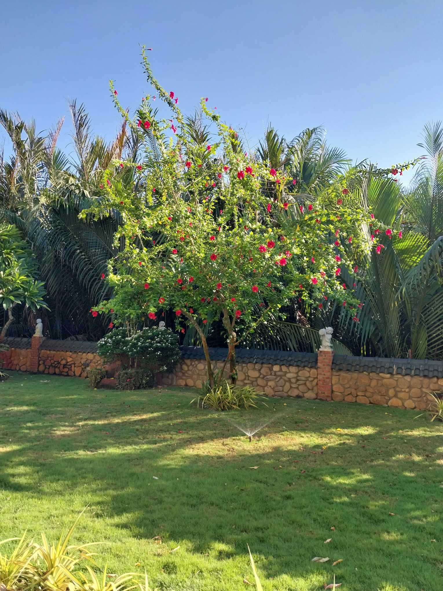 Cây cảnh hoa to như cái bát, quê xưa trồng làm hàng rào, kẻ thấy không may, người thấy phúc lành - Ảnh 5.