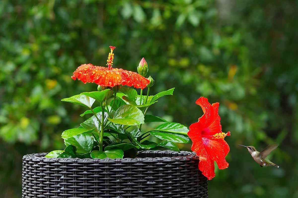 Cây cảnh hoa to như cái bát, quê xưa trồng làm hàng rào, kẻ thấy không may, người thấy phúc lành - Ảnh 8.