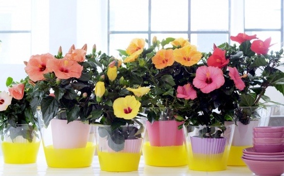 Cây cảnh hoa to như cái bát, quê xưa trồng làm hàng rào, kẻ thấy không may, người thấy phúc lành - Ảnh 13.