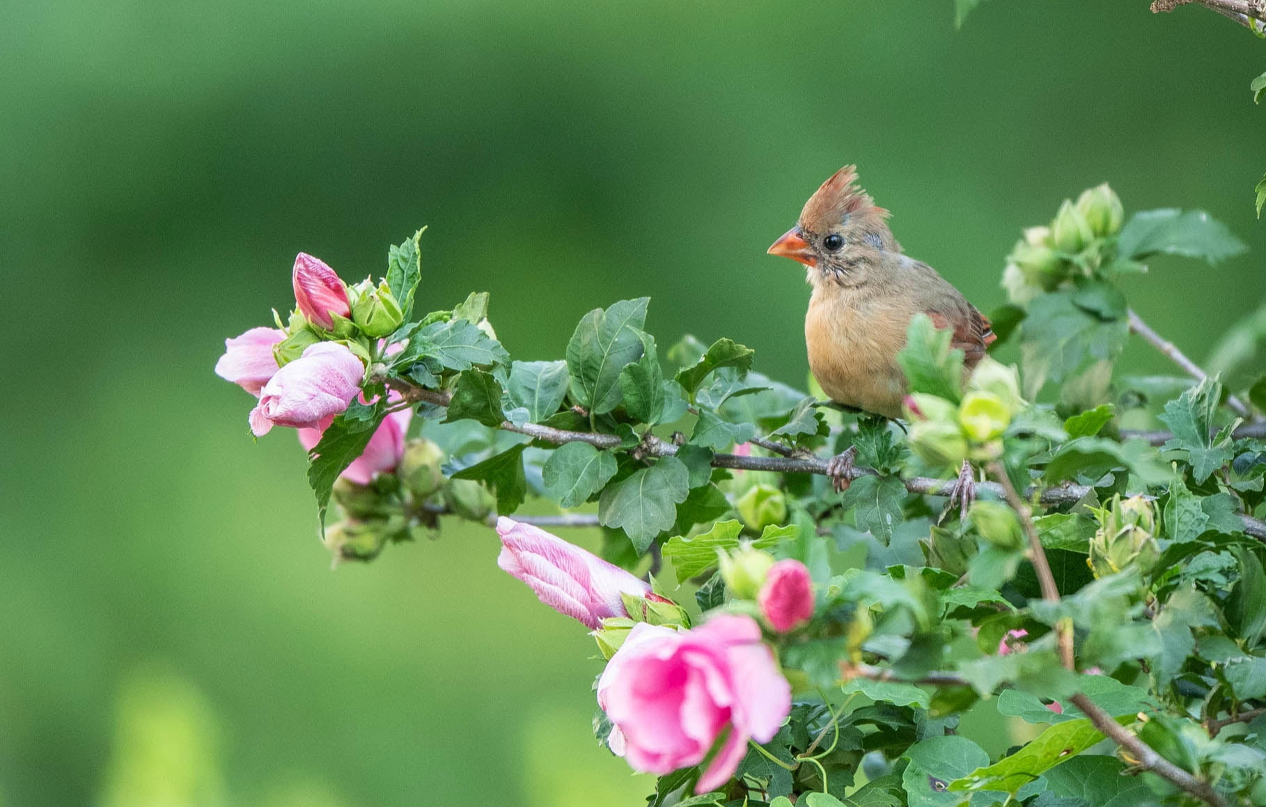 Cây cảnh hoa to như cái bát, quê xưa trồng làm hàng rào, kẻ thấy không may, người thấy phúc lành - Ảnh 6.
