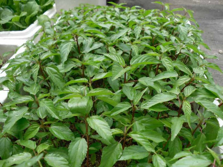 Cây rẻ tiền nấu lên nhớt nhớt nhưng bổ ngang nhân sâm, tiếc là không phải người Việt nào cũng dám ăn - Ảnh 1. Cây rẻ tiền nấu lên nhớt nhớt nhưng bổ ngang nhân sâm, tiếc là không phải người Việt nào cũng dám ăn - Ảnh 1.