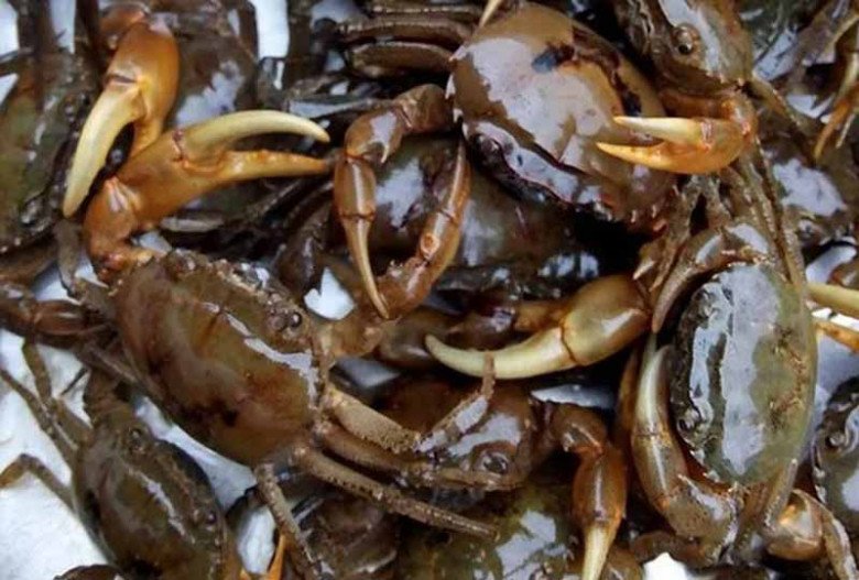 Cây rẻ tiền nấu lên nhớt nhớt nhưng bổ ngang nhân sâm, tiếc là không phải người Việt nào cũng dám ăn - Ảnh 3. Cây rẻ tiền nấu lên nhớt nhớt nhưng bổ ngang nhân sâm, tiếc là không phải người Việt nào cũng dám ăn - Ảnh 3.