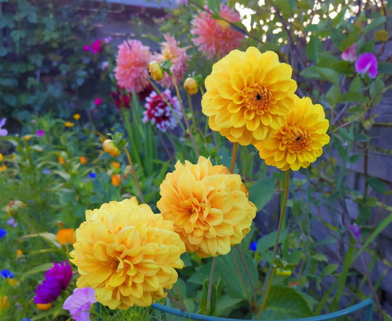 Trồng 3 cây cảnh trong vườn để ngắm biển hoa bùng cháy rực rỡ, hàng năm đều lộng lẫy, hút hồn - Ảnh 4.