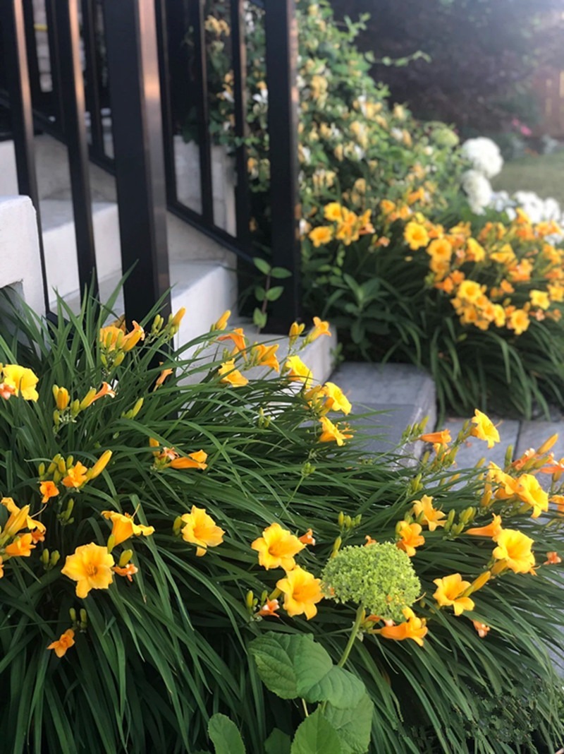 Trồng 3 cây cảnh trong vườn để ngắm biển hoa bùng cháy rực rỡ, hàng năm đều lộng lẫy, hút hồn - Ảnh 5.