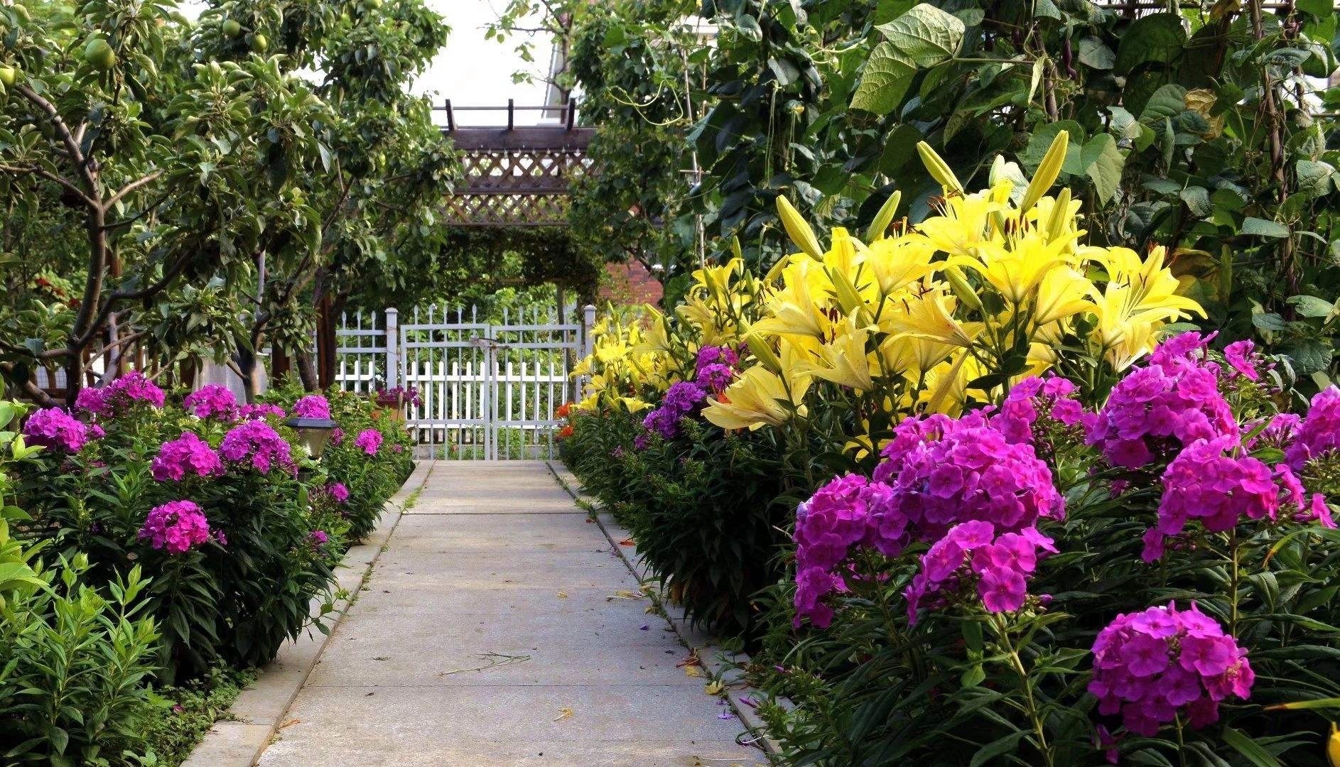 Trồng 3 cây cảnh trong vườn để ngắm biển hoa bùng cháy rực rỡ, hàng năm đều lộng lẫy, hút hồn - Ảnh 1.